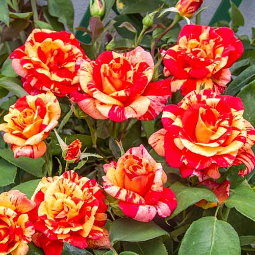 Kletterrose Flash®, C5 interface.art Bild 1 Kletterrose Flash®, C5 interface.image 1 interface.art 5493