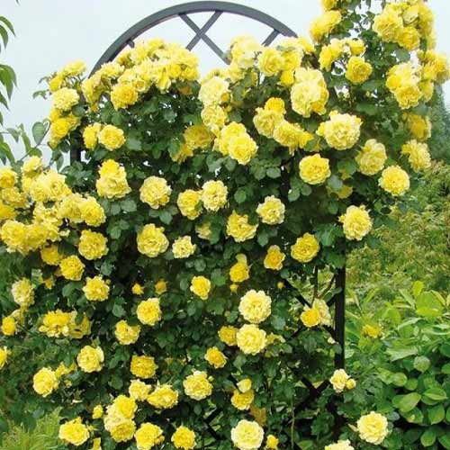 Kletterrose Golden Showers, root ball interface.image 1 interface.art 2157