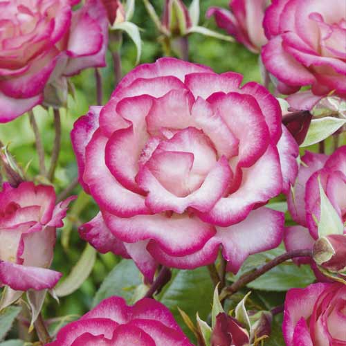 Kletterrose Händel ®, С3 interface.art Bild 2 Kletterrose Händel ®, С3 interface.image 2 interface.art 6179