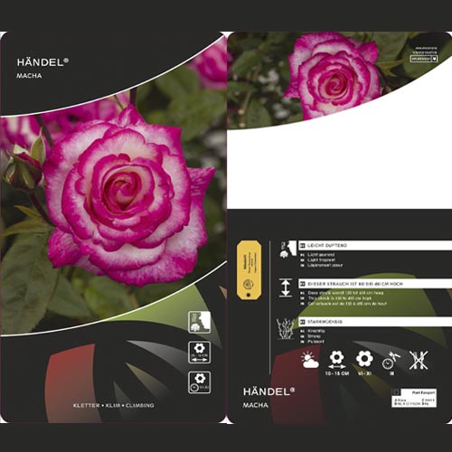 Kletterrose Händel ®, С3 interface.art Bild 3 Kletterrose Händel ®, С3 interface.image 3 interface.art 6179
