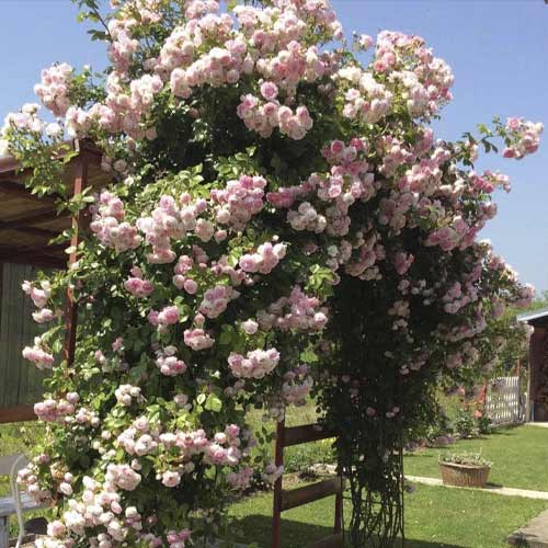 Kletterrose Jasmina ®, С5 interface.art Bild 1 Kletterrose Jasmina ®, С5 interface.image 1 interface.art 6180