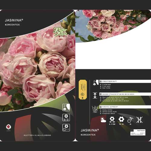 Kletterrose Jasmina ®, С5 interface.art Bild 3 Kletterrose Jasmina ®, С5 interface.image 3 interface.art 6180