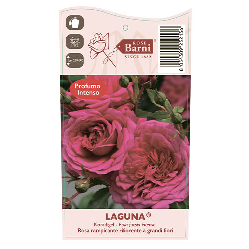 Kletterrose Laguna®, C5 interface.image 4 interface.art 5495