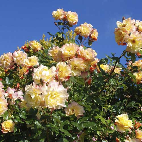 Kletterrose Moonlight ®, С5 interface.image 1 interface.art 6181