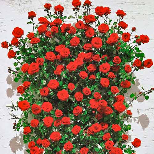 Kletterrose Mushimara, root ball interface.image 1 interface.art 2171