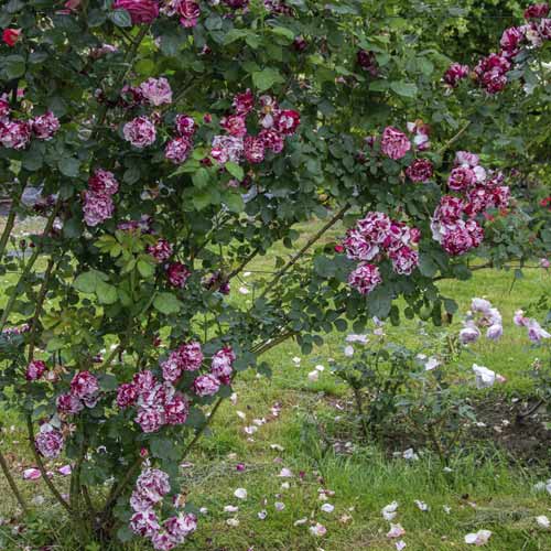 Kletterrose New Imagine®, C5 interface.image 2 interface.art 5496