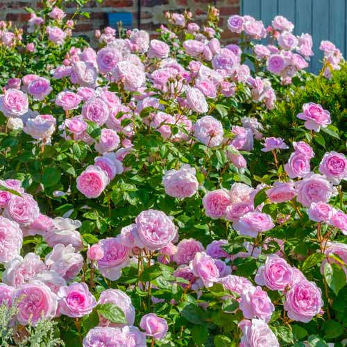 Kletterrose Olivia Rose Austin®, C5 interface.art Bild 1 Kletterrose Olivia Rose Austin®, C5 interface.image 1 interface.art 5505