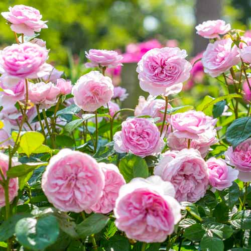 Kletterrose Olivia Rose Austin®, C5 interface.art Bild 2 Kletterrose Olivia Rose Austin®, C5 interface.image 2 interface.art 5505