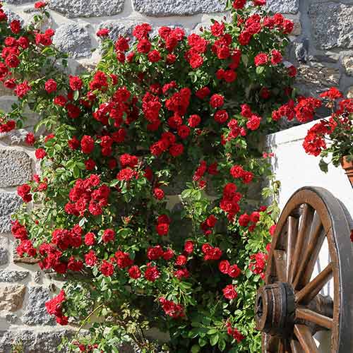 Kletterrose Paul's Scarlet, root ball interface.image 1 interface.art 2176