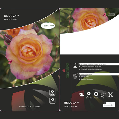 Kletterrose Redova ®, С5 interface.art Bild 3 Kletterrose Redova ®, С5 interface.image 3 interface.art 6182