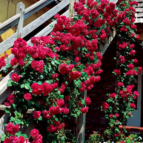 Kletterrose rotbraun interface.image 1 interface.art 5893