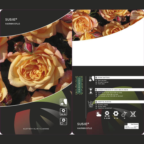 Kletterrose Susie ®, С5 interface.image 3 interface.art 6183