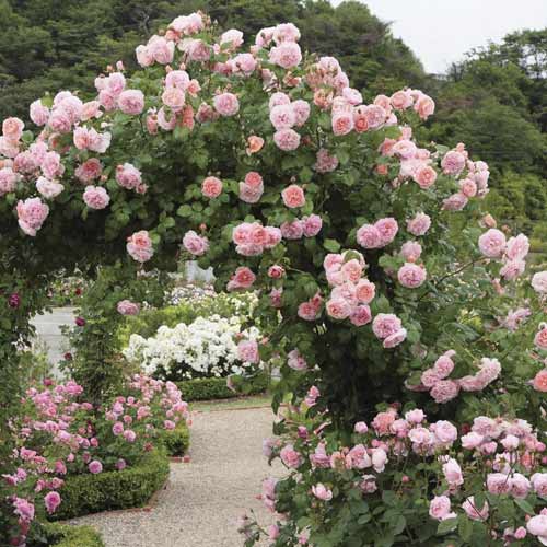 Kletterrose Valeria interface.image 1 interface.art 6258