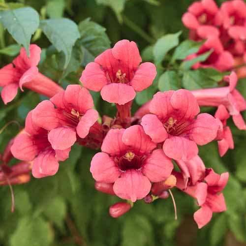 Klettertrompete Gabor, С2 interface.image 1 interface.art 8211