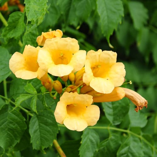 Klettertrompete Judy interface.image 1 interface.art 9153