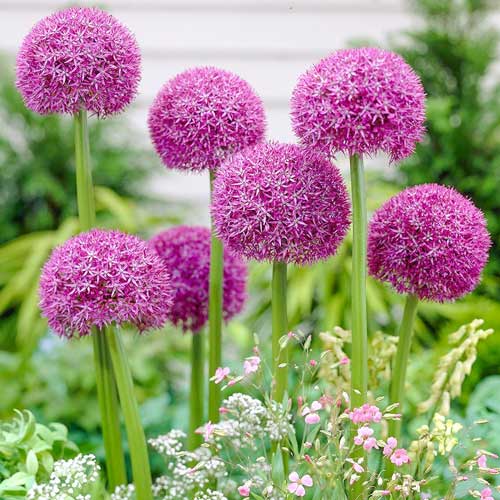 Knoblauch (Lauch) Ambassador interface.image 2 interface.art 68912