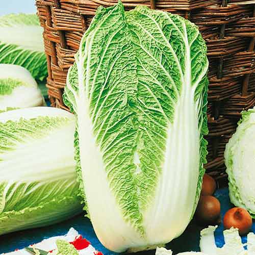 Peking Kohl Granaat interface.image 1 interface.art 96607