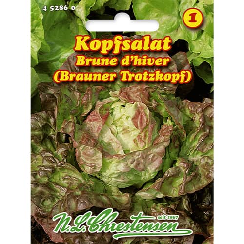 Kopfsalat Brune d'hiver interface.image 1 interface.art 86056