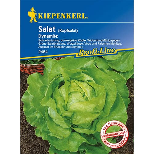 Kopfsalat Dynamite interface.image 1 interface.art 86461