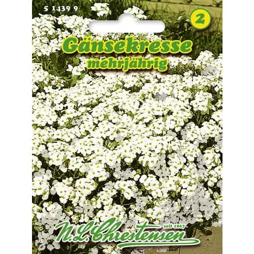 Gänsekresse mehrjährig interface.art Bild 1 Gänsekresse mehrjährig interface.image 1 interface.art 96402