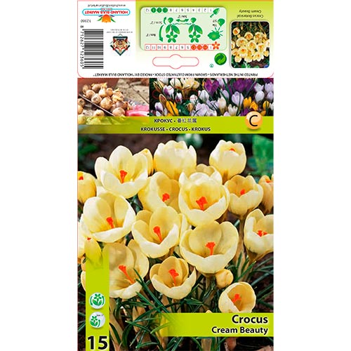 Krokus Cream Beauty interface.art Bild 1 Krokus Cream Beauty interface.image 1 interface.art 67328