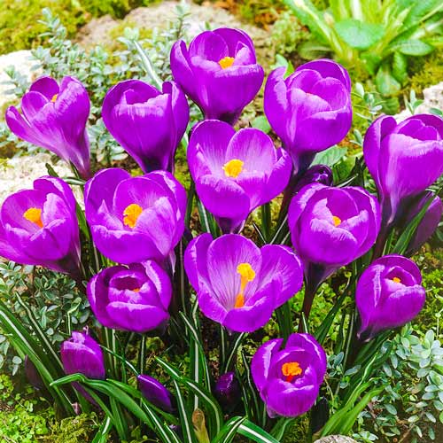 Krokus Flower Record interface.image 1 interface.art 67330