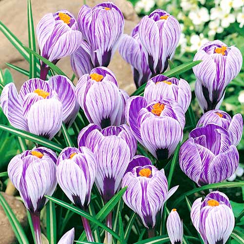 Krokus Pickwick interface.image 1 interface.art 67335