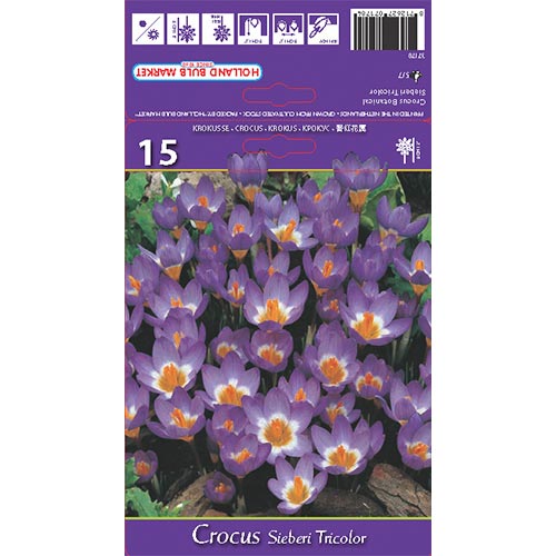 Krokus Tricolor interface.art Bild 1 Krokus Tricolor interface.image 1 interface.art 67620