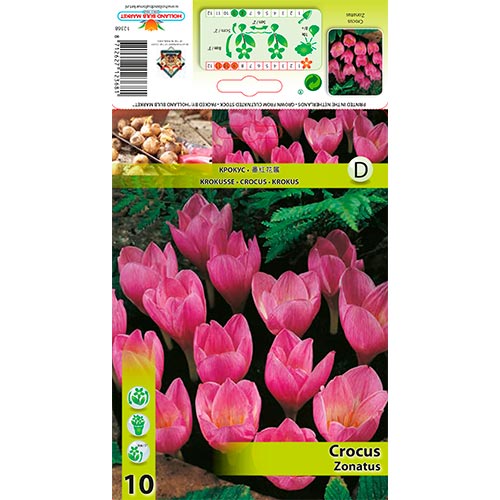 Krokus Zonatus interface.image 1 interface.art 67345