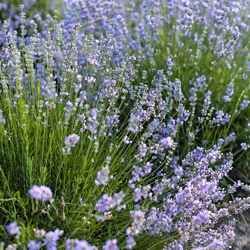 Lavendel Granny's Bouquet, P9 interface.image 1 interface.art 1593