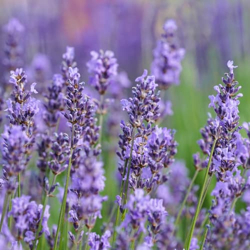 Lavendel Sensational, P9 interface.image 1 interface.art 1597