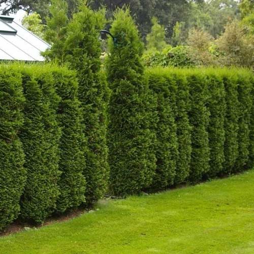 Lebensbaum Columna, C2 interface.image 1 interface.art 9413