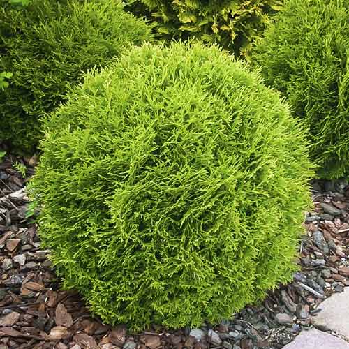 Lebensbaum Little Giant, С3 interface.art Bild 1 Lebensbaum Little Giant, С3 interface.image 1 interface.art 7751