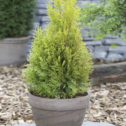 Lebensbaum Smaragd, C2 interface.art Bild 1 Lebensbaum Smaragd, C2 interface.image 1 interface.art 7752