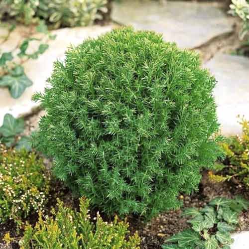 Lebensbaum Teddy, C2 interface.image 1 interface.art 7753