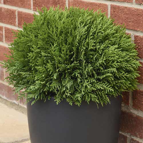 Lebensbaum Tiny Tim, C2 interface.image 1 interface.art 7754