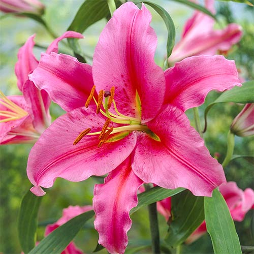 Lilie Acapulco interface.art Bild 1 Lilie Acapulco interface.image 1 interface.art 76465