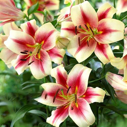 Lilie Albany interface.art Bild 1 Lilie Albany interface.image 1 interface.art 70232