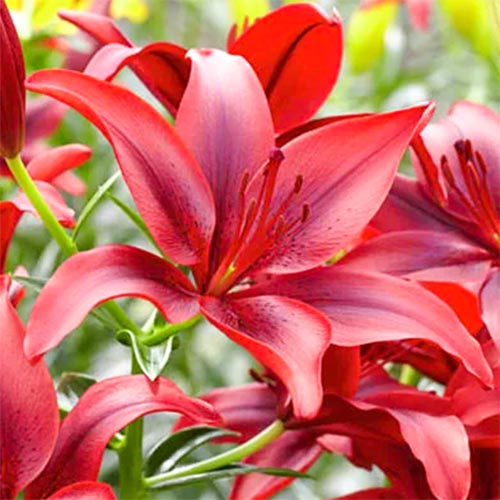 Lilie Black Out interface.art Bild 1 Lilie Black Out interface.image 1 interface.art 67387