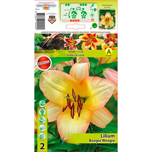 Lilie Boogie Woogie interface.art Bild 1 Lilie Boogie Woogie interface.image 1 interface.art 70423