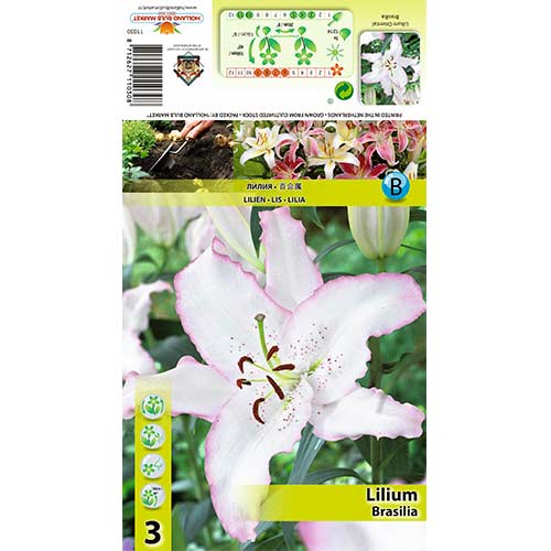 Lilie Brasilia interface.art Bild 1 Lilie Brasilia interface.image 1 interface.art 70424