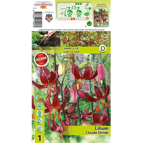 Lilie Claude Shride interface.art Bild 1 Lilie Claude Shride interface.image 1 interface.art 77822