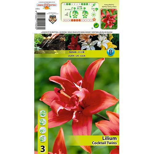 Lilie Coctail Twins interface.art Bild 1 Lilie Coctail Twins interface.image 1 interface.art 70426