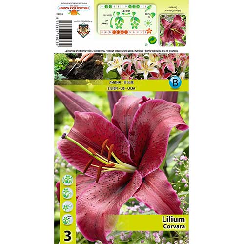 Lilie Corvara interface.art Bild 1 Lilie Corvara interface.image 1 interface.art 70427