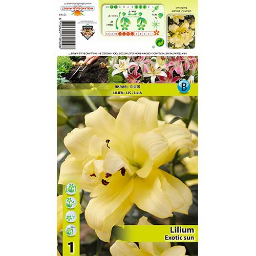 Lilie Exotic Sun interface.art Bild 1 Lilie Exotic Sun interface.image 1 interface.art 70429