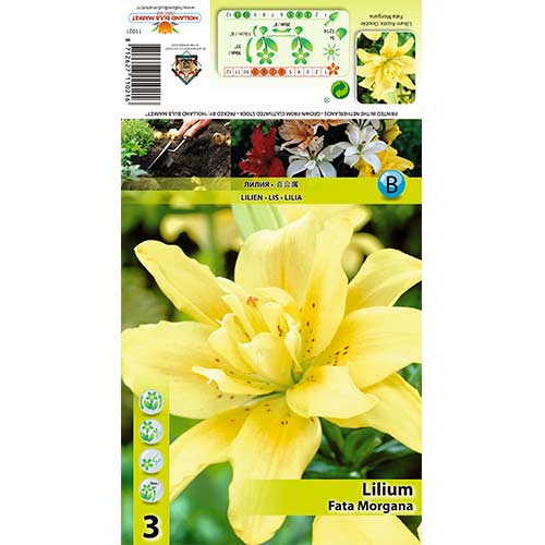 Lilie Fata Morgana interface.art Bild 1 Lilie Fata Morgana interface.image 1 interface.art 70430