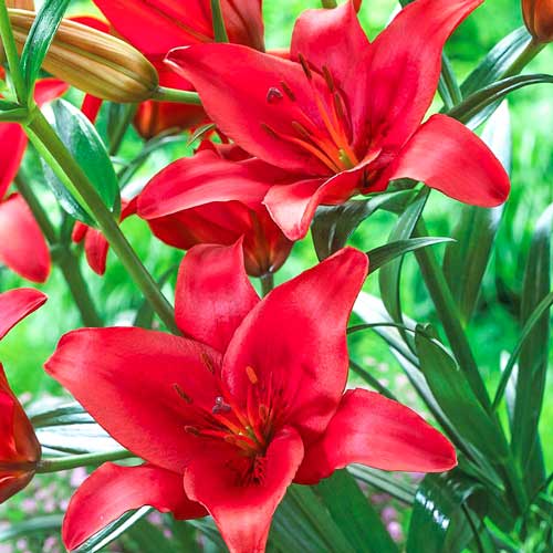 Lilie Gran Paradiso interface.image 1 interface.art 76467