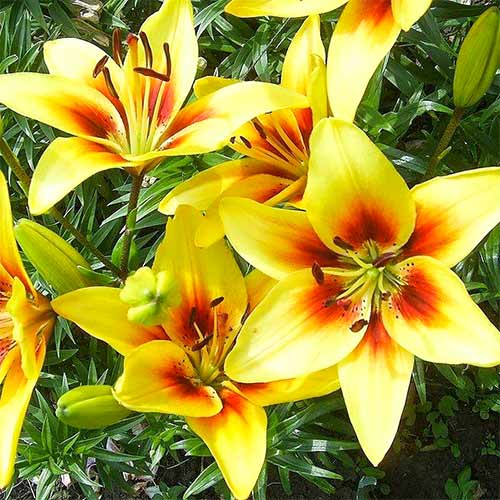 Lilie Grand Cru interface.art Bild 1 Lilie Grand Cru interface.image 1 interface.art 76468