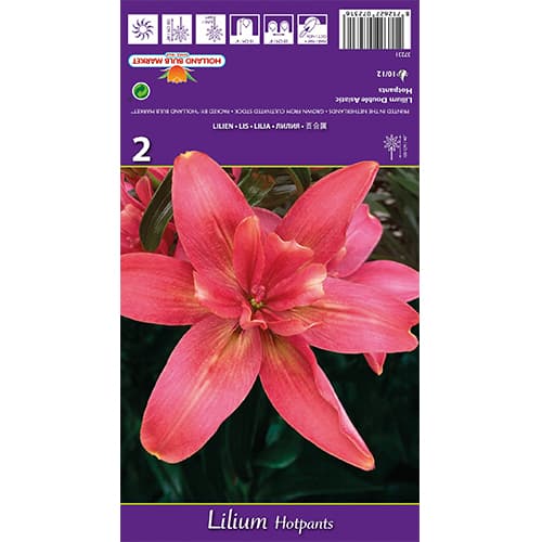 Lilie Hotpants interface.art Bild 1 Lilie Hotpants interface.image 1 interface.art 77837