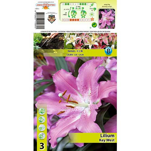 Lilie Key West interface.art Bild 1 Lilie Key West interface.image 1 interface.art 70433